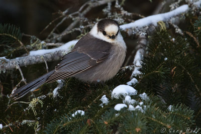 Gray Jay_13-01-25_3277.jpg