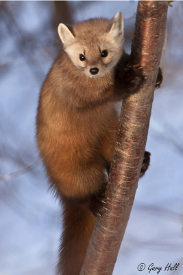 Pine Martin_13-01-25_3271.jpg