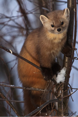 Pine Martin_13-01-25_3272.jpg