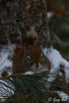 Red Squirrel_13-01-25_3278.jpg