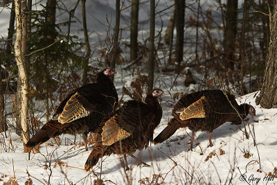 Wild Turkeys_13-01-26_3284.jpg