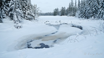 Winter in Algonquin Park_13-01-25_3256.jpg