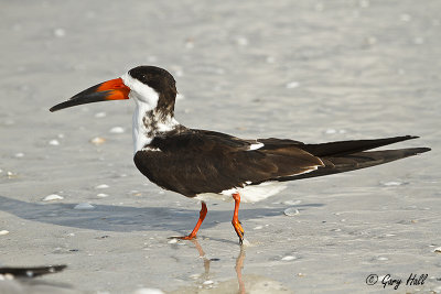 Black Skimmer.jpg