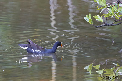 Common Moorhen.jpg