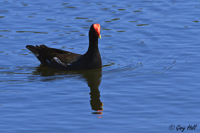 Common Moorhen.jpg