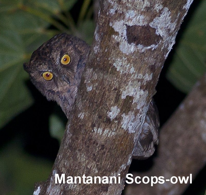 Mantanani Scops-owl