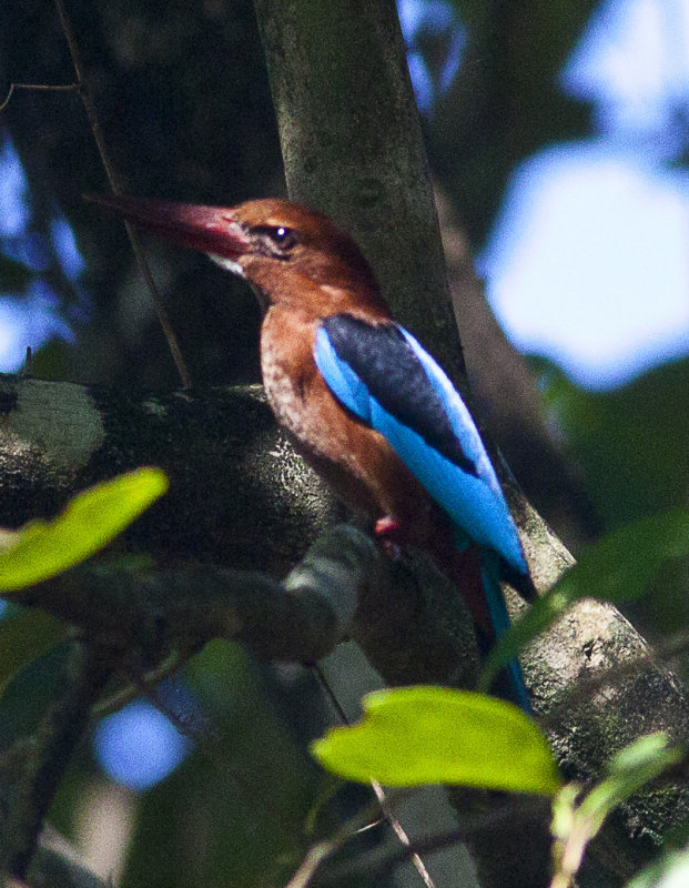 White-throated Kingfisher