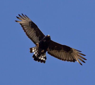 Zone-tailed Hawk.