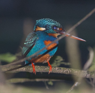 Indigo Banded Kingfisher