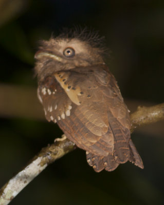 Philippine Frogmouth