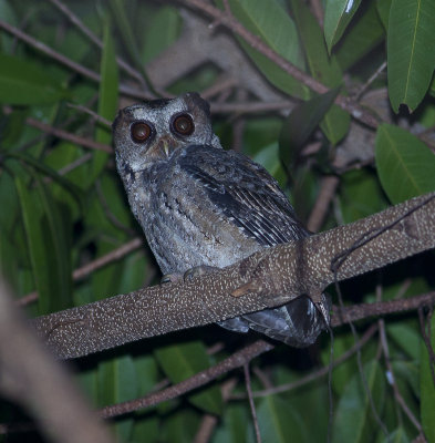 Philippine Scops-owl