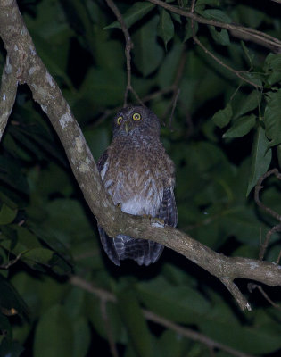 Tabulas Hawk Owl