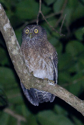 Tabulas Hawk Owl_1