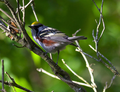 Chestnut-sided Warbler