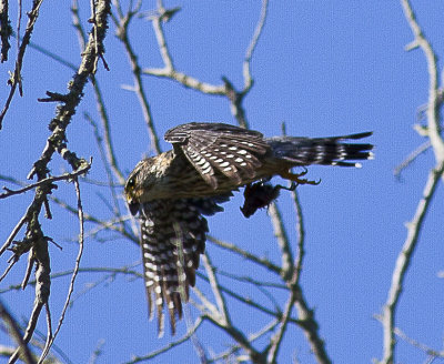 Merlin
