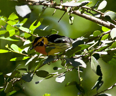 Blackburnian Warbler