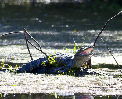 Alligator