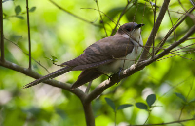 Black-billed Cuckoo