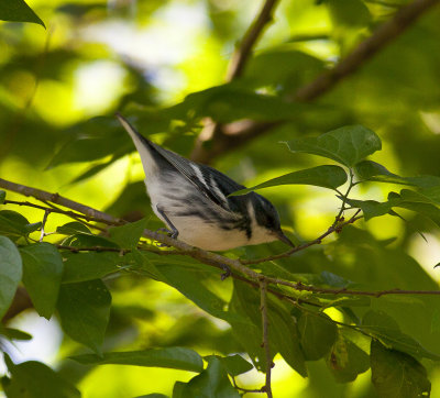 Spring Migration 2013