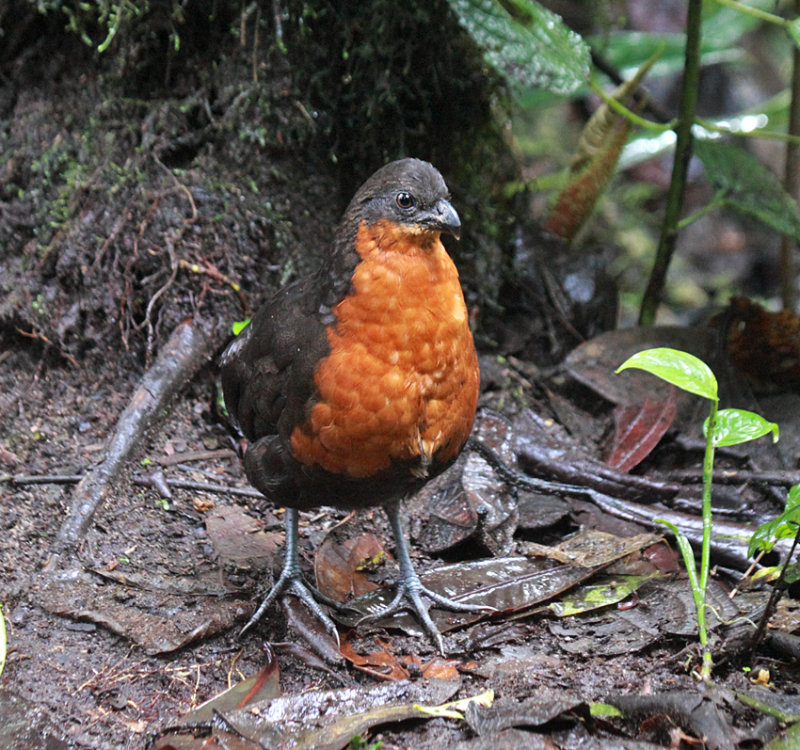 Dark-backed Wood-Quail