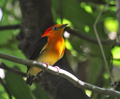 Band-tailed Manakin