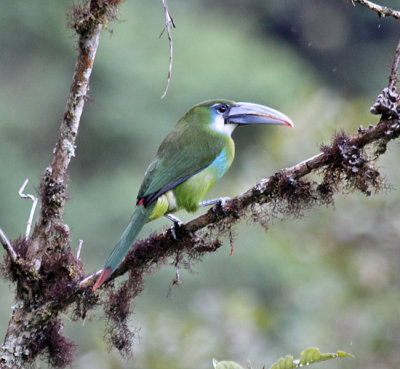 Blue-banded Toucanet