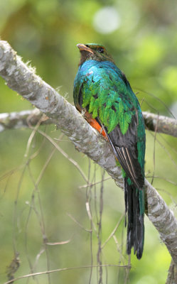 Golden-headed Quetzal