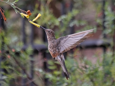 Giant Hummingbird