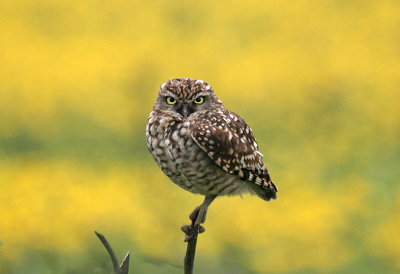 Burrowing Owl