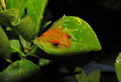 Polkadot Treefrog