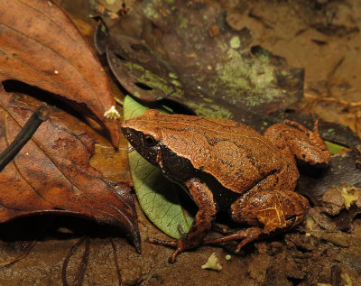 Sharp-nosed Toad