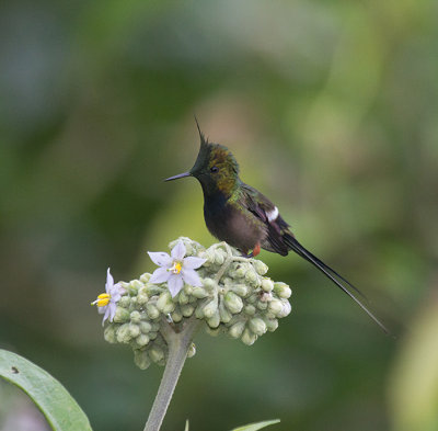 Wire-crested Thornbill