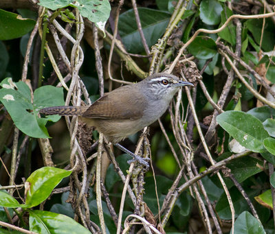 Plain Wren