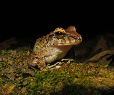 Bransford's Litter Frog