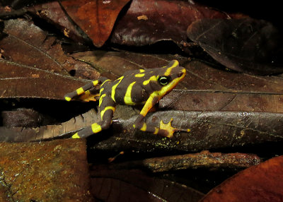 Yellow and Black Harlequin Frog