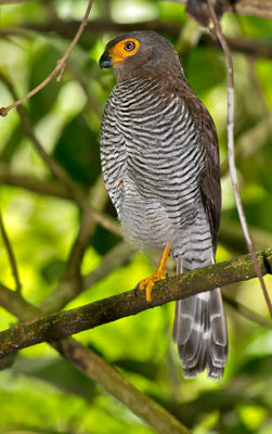 Barred-Forest-Falcon-Canopy-Adventure-Panama-14-March-2013-Edited-IMG_6024.jpg