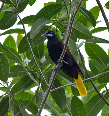 Black-Oropendola-Darien-NP-Panama-18-March-2013-Edited--IMG_8478.jpg