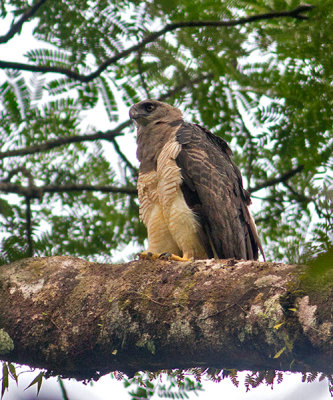Crested-Eagle-female-Rancho-Frio-Station-Darien-NP-Panama-19-March-2013-Edited-IMG_8817.jpg