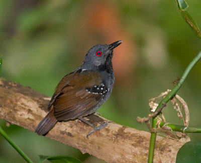 Dull-mantled-Antbird-male-Panama-Edited-IMG_7326.jpg