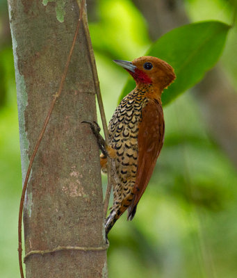 Cinnamon-Woodpecker-Bayano-area-Panama-17-March-2013-Edited-IMG_8132.jpg