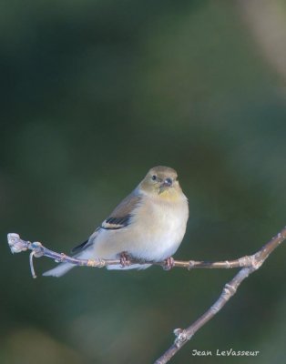 CHARDONNERET