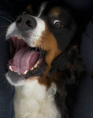 chiens_et_chats