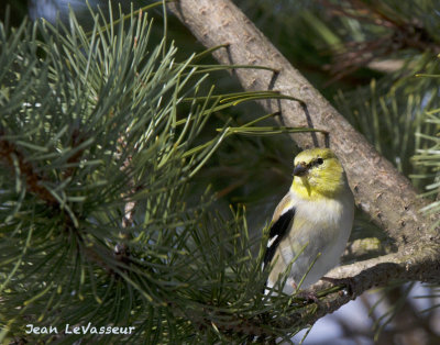 CHARDONNERET