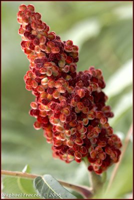 RF_060810_mics_5890.jpg
