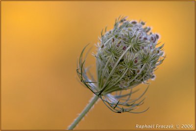 RF_060828_misc_6720.jpg