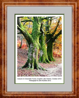 Autumn In Grizedale Forest, October 2012