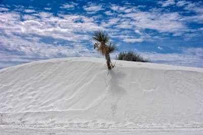 Soaptree Yucca