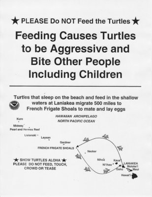 500 mile mating trip for green sea turtle