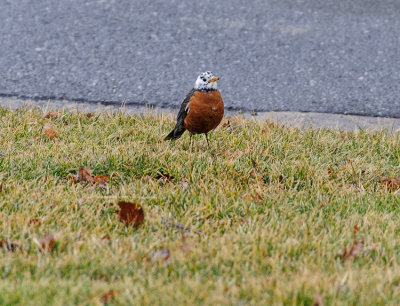American Robin (with White Head)