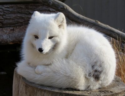 arctic fox